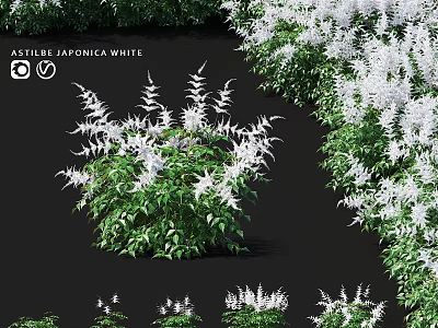Decorative Astilbe Japonica White Plants As Garden Accents With Green Leaves And White Flowers 3d model