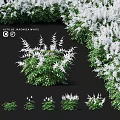 Decorative Astilbe Japonica White Plants As Garden Accents With Green Leaves And White Flowers