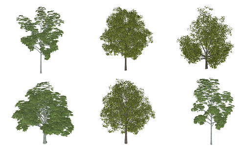 Modern Tree Plants 3d model