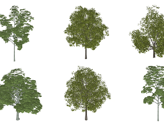 Modern Tree Plants 3d model