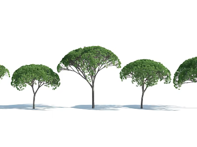 Arbor Trees With Lush Green Canopy And Tall Straight Trunks Arranged In Row 3d model Arbor Trees With Lush Green Canopy And Tall Straight Trunks Arranged In Row 3d model