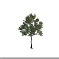 Tall Single Arbor Tree With Lush Green Leaves And Brown Trunk