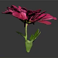 Vibrant Pink Flower with Yellow Center and Green Stem and Leaves on Gray Background
