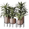 Green Leafy Potted Plants in Light Brown Pots with Black Metal Stands