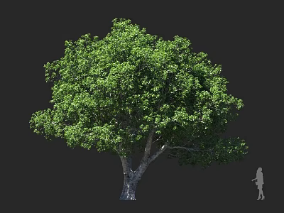 Lush Evergreen Arbor With Dense Green Foliage Strong Trunk And Human Silhouette For Landscaping 3d model