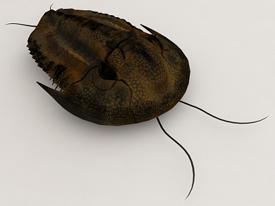 ancient insect animal 3d model