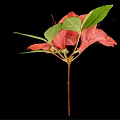 Pink Azalea Flowers With Green Leaves And Stem On Black Background