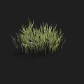 Green Grass Blades On Black Background With Fresh Lush Natural Growth