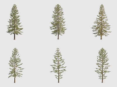 Tall Evergreen Arbor Trees With Dense Foliage Isolated On Gray Background 3d model