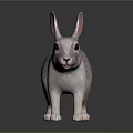 Gray and White Rabbit with Pink Ears Standing on Dark Shiny Surface 3d model
