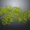 Green Grass Like Plants With Dense Growth On Dark Reflective Background 3d model