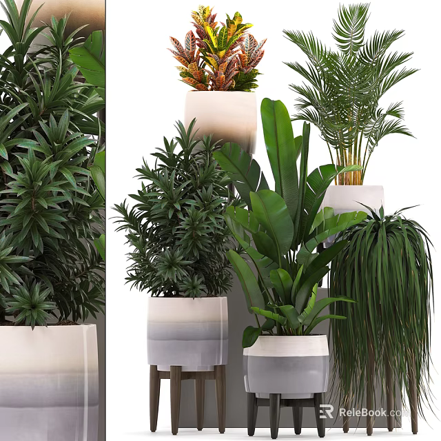 Bonsai and Potted Plants Collection With Diverse Green Foliage In Stylish White Pots 3d model 