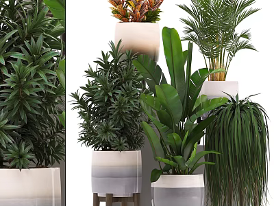 Bonsai and Potted Plants Collection With Diverse Green Foliage In Stylish White Pots 3d model