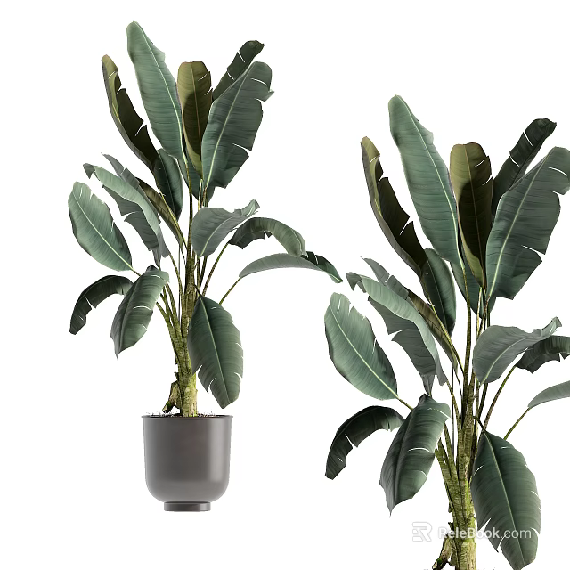 Modern Indoor Bonsai Potted Plant With Large Green Leaves And Grey Ceramic Pot 3d model 