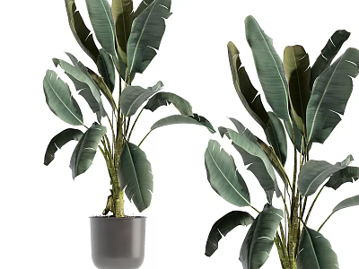 Modern Indoor Bonsai Potted Plant With Large Green Leaves And Grey Ceramic Pot 3d model