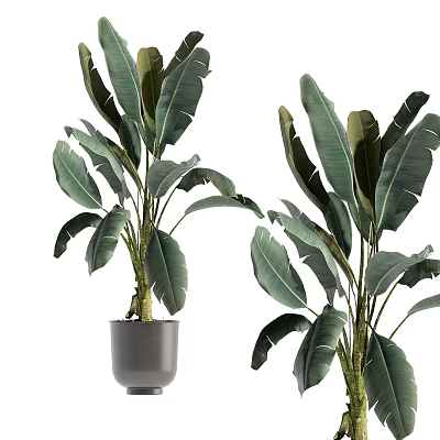 Modern Indoor Bonsai Potted Plant With Large Green Leaves And Grey Ceramic Pot 3d model