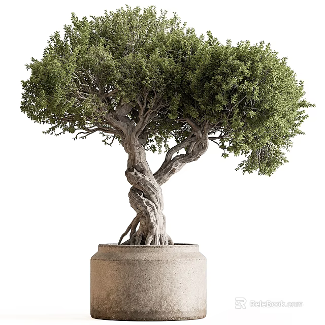 Artistic Bonsai Tree with Twisted Trunk Exposed Roots and Lush Foliage in Terracotta Pot 3d model 