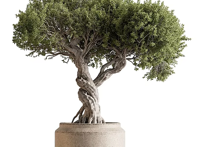 Artistic Bonsai Tree with Twisted Trunk Exposed Roots and Lush Foliage in Terracotta Pot 3d model