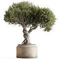 Artistic Bonsai Tree with Twisted Trunk Exposed Roots and Lush Foliage in Terracotta Pot