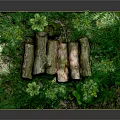 Natural Wooden Logs Placed on Green Mossy Grass with Fresh Leaves