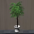Green Leafy Bonsai Plant With Slender Trunk In White Ceramic Pot Against Light Wooden Wall