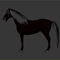 Brown Horse With Black Mane And Tail Standing On Gray Background With White Hooves