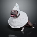 Playful Dog With White Cone Headgear And Body Wrap On Dark Background