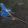 Vibrant Blue and Orange Parrot with Green Head Feathers and Black Beak in Natural Setting