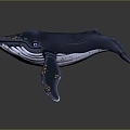 Modern Humpback Whale Humpback Whale Whale Cartoon Whale 3d model