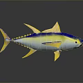 Vibrant Yellow And Blue Aquatic Fish With Colorful Fins On Reflective Surface