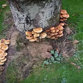 Clusters of Wild Mushrooms Growing Around Tree Roots on Green Grass