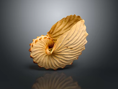 Light Colored Nautilus Shell With Intricate Spiral Texture And Smooth Surface 3d model
