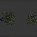 Tall and Short Pine Trees Featuring Slender Trunk Sparse and Dense Foliage on White Background