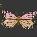 Pink and White Butterfly with Black Spots on Wings Against Dark Background and Surface Reflection