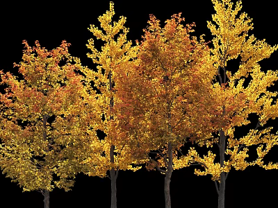 Autumn Arbor Trees With Golden Orange Leaves And Tall Dark Trunks 3d model