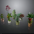 Various Potted Green Plants With Different Leaf Colors And Flower Pots