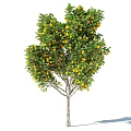 Lush Fruit Tree With Vibrant Green Leaves Yellow Fruits And Sturdy Brown Trunk