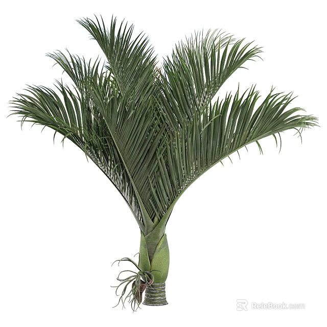 Tropical Arbor Tree With Lush Green Fronds And Strong Central Trunk 3d model 