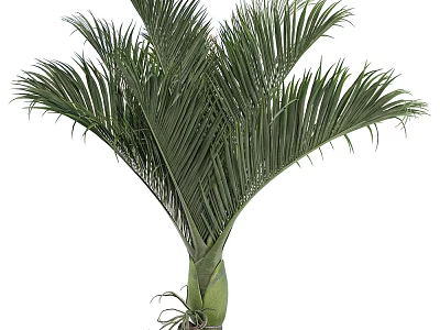 Tropical Arbor Tree With Lush Green Fronds And Strong Central Trunk 3d model