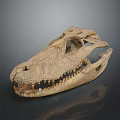 Ancient Dinosaur Skull Fossil With Detailed Skeletal Structure And Sharp Teeth 3d model