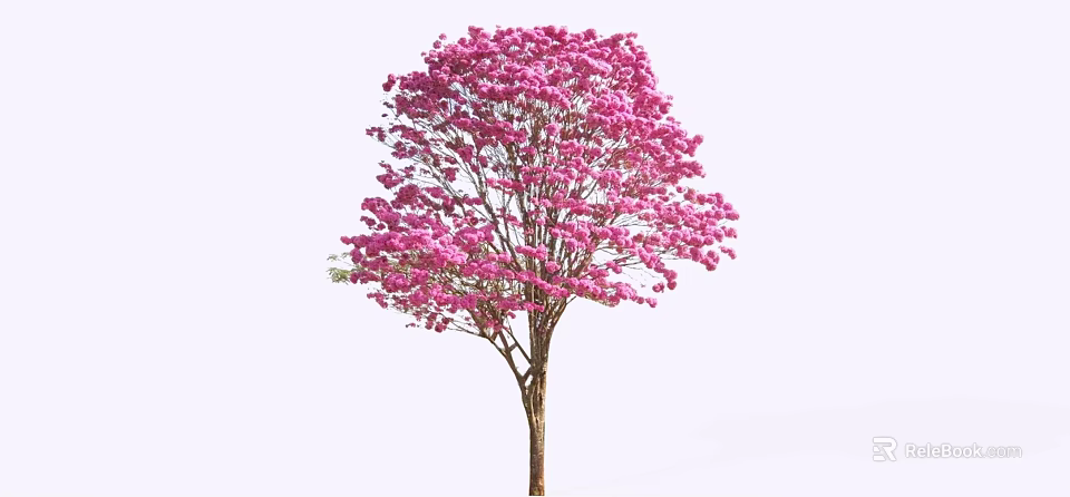 Beautiful Tree with Dense Pink Flowers and Brown Trunk Isolated on White Background 3d model 