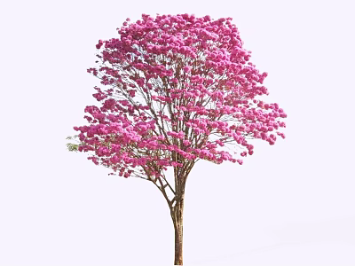 Beautiful Tree with Dense Pink Flowers and Brown Trunk Isolated on White Background 3d model