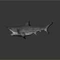 Great White Shark With Open Mouth And Sharp Teeth On Dark Background 3d model
