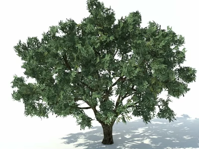 Arbor With Lush Green Foliage And Sturdy Trunk In Natural Landscape 3d model