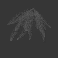 Lush Green Fern Plant With Long Feathery Fronds Against Dark Background