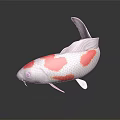 White and Red Koi Fish with Colorful Spots Fins and Tail on Dark Reflective Surface