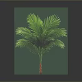Lush Green Palm Plant with Red Trunk and Vibrant Leaves on Gray Background