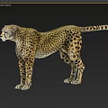 Standing Cheetah With Spotted Fur Pattern And Natural Wildlife Features 3d model