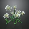 Dandelion Plants With White Fluffy Seed Heads Green Stems And Serrated Leaves