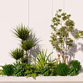 Beautiful Flowers And Plants Arrangement With Various Green Foliage And White Wall Background
